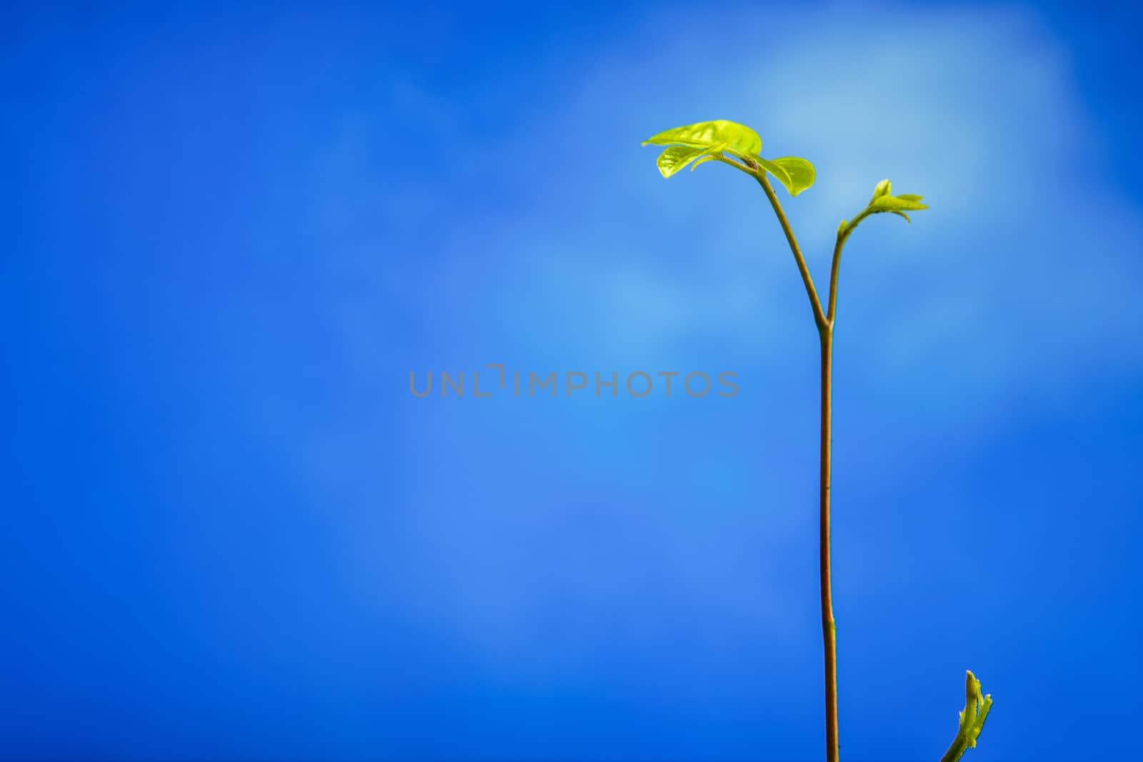 Freshness new life, leaves of young plant seeding in nature and clear blue sky