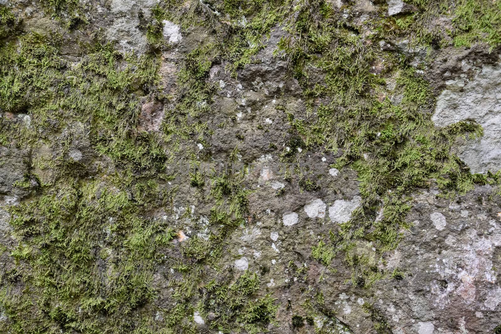 Green moss on the rock. A stone overgrown with a bhomme
