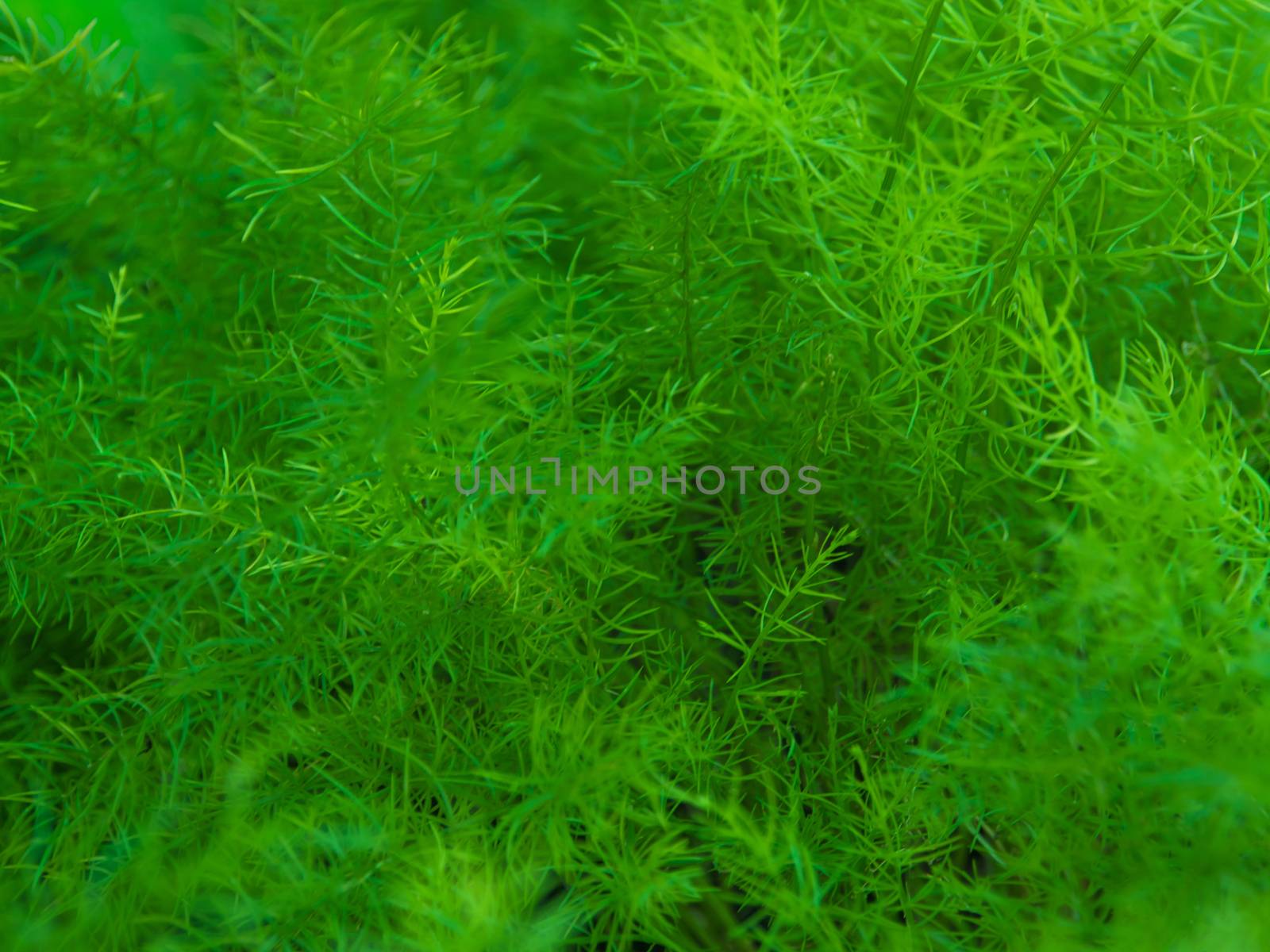 Full frame freshness Leaves of ornamental plant as nature background