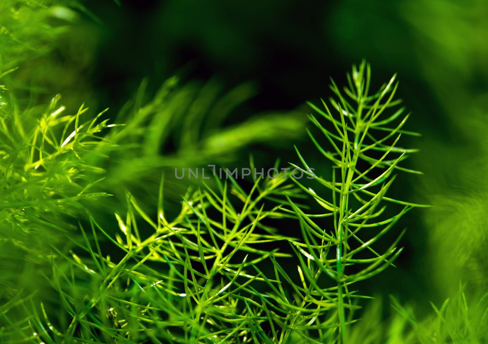 Freshness green fine leaves of Asparagus fern on natural background