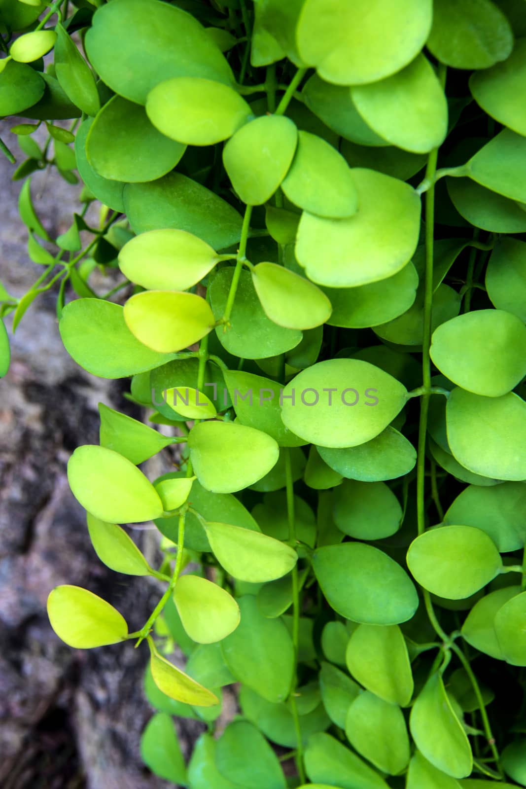 Surface texture on Leaves of ornamental plant background and tex by Satakorn