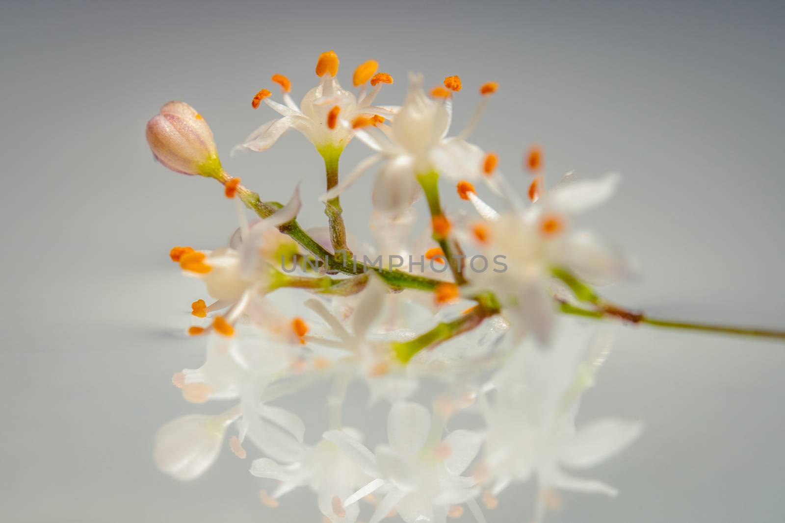 A closeup photo of a branch of white asparagus densiflorus flowers floating on water