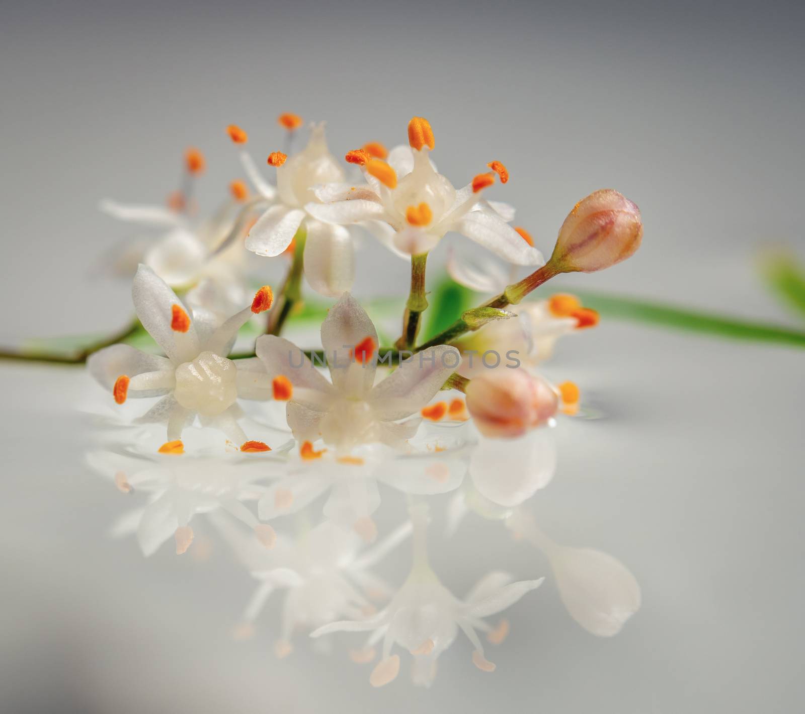 A closeup photo of a branch of white asparagus densiflorus flowers floating on water