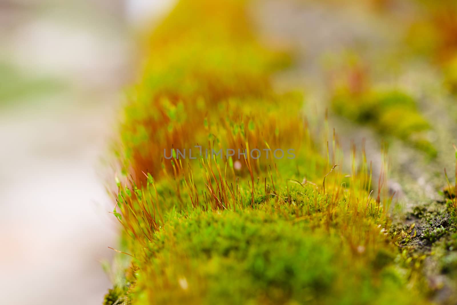 Fresh green and yellow moss with blurred background. Close up view with a small depth of field far away. Stock photography of forest green and yellow moss