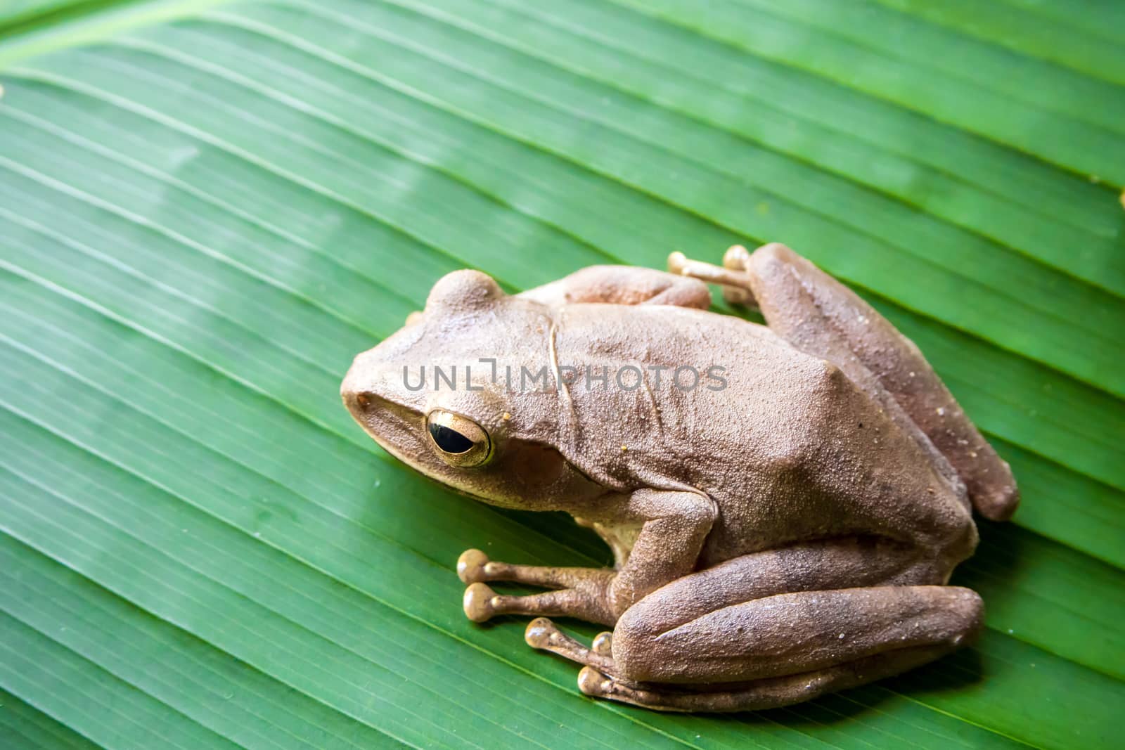 Tree Frog on the big green leaf by Satakorn