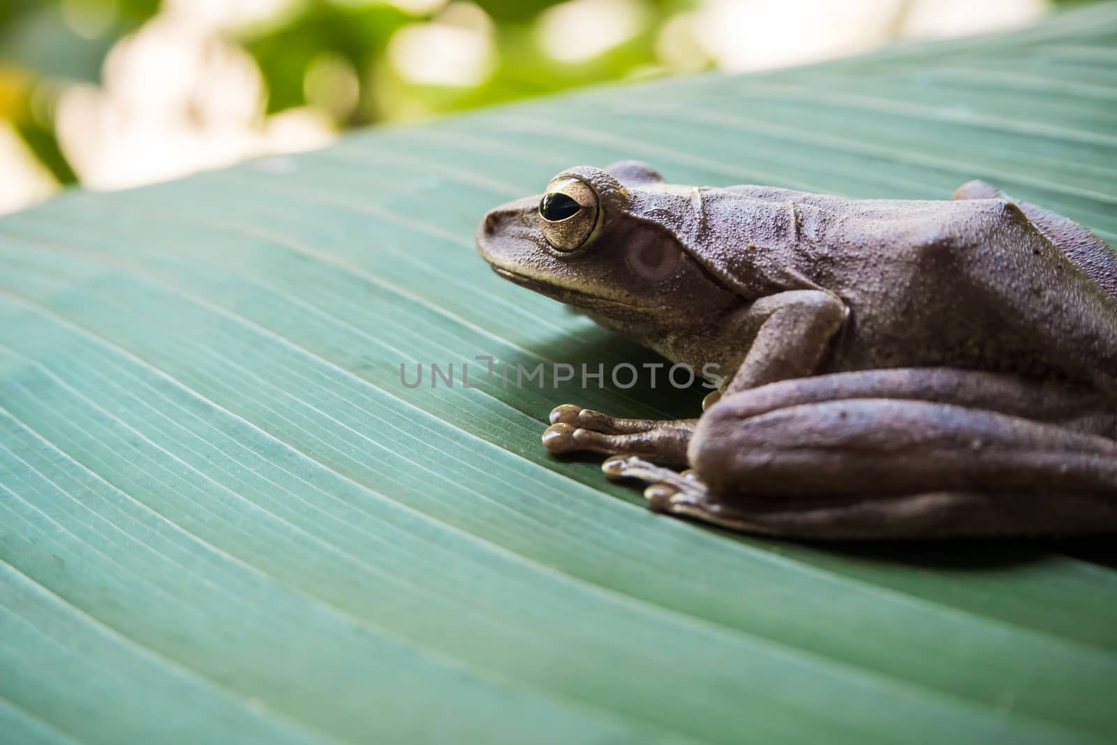 Tree Frog on the big green leaf