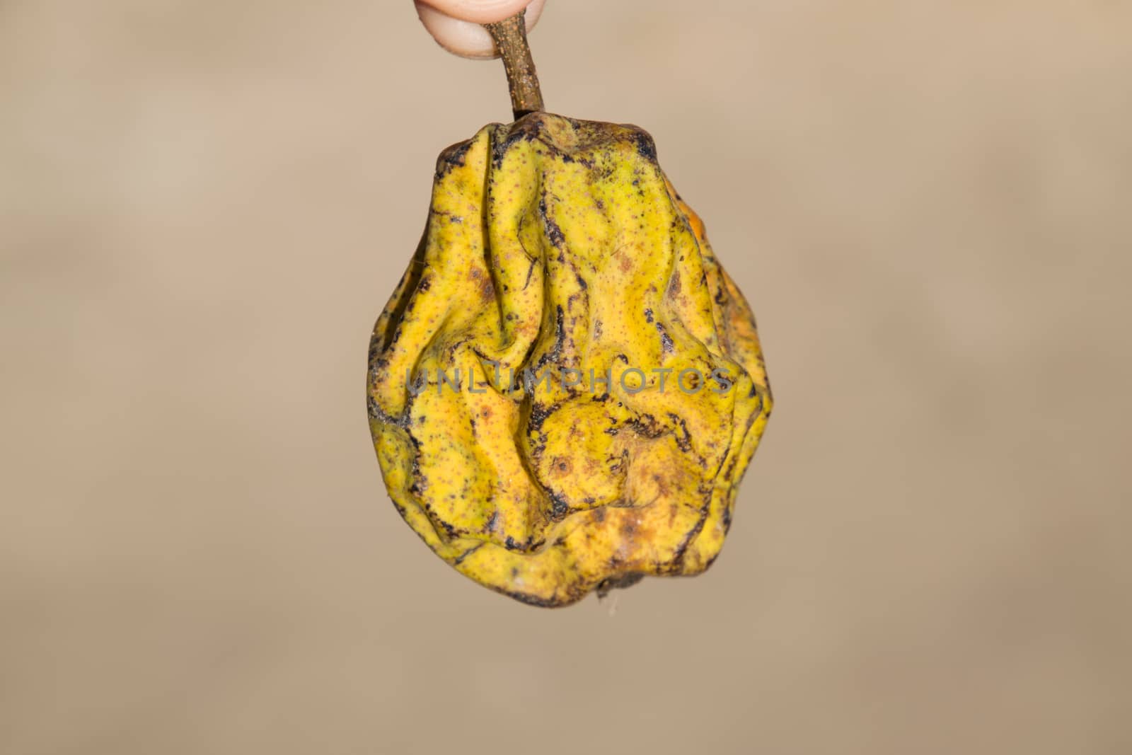 Dried pear fruit. Dried Pear Dried fruits from the garden.