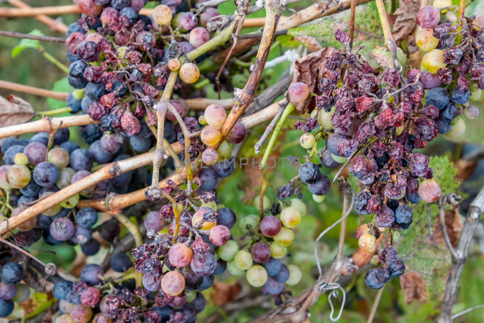 Grapes on the vine. The grapes on the vine dry out and deteriorate.