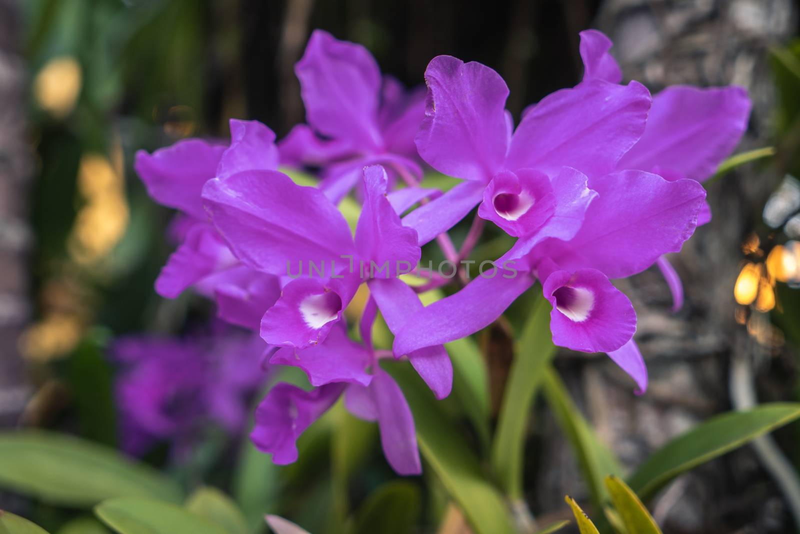 A photograph of a cluster of violet orchids flowers