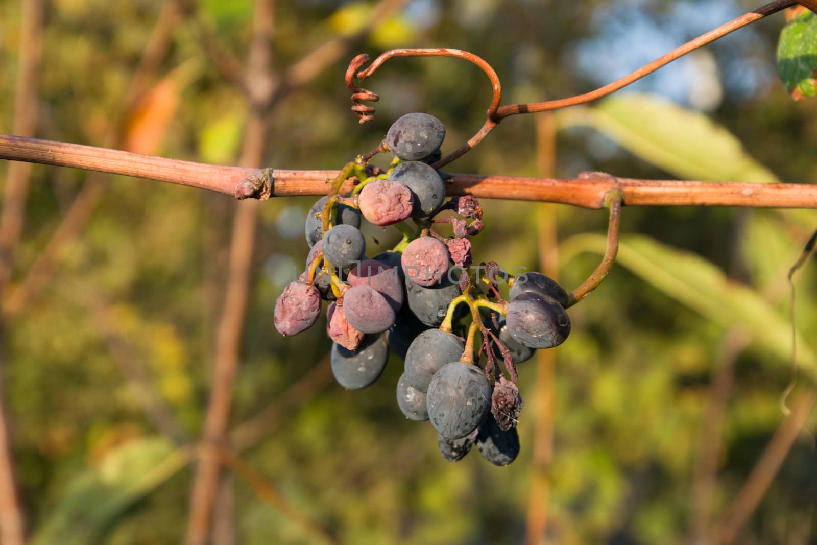 Grapes on vine. The grapes on the vine dry out and deteriorate. by fedoseevaolga