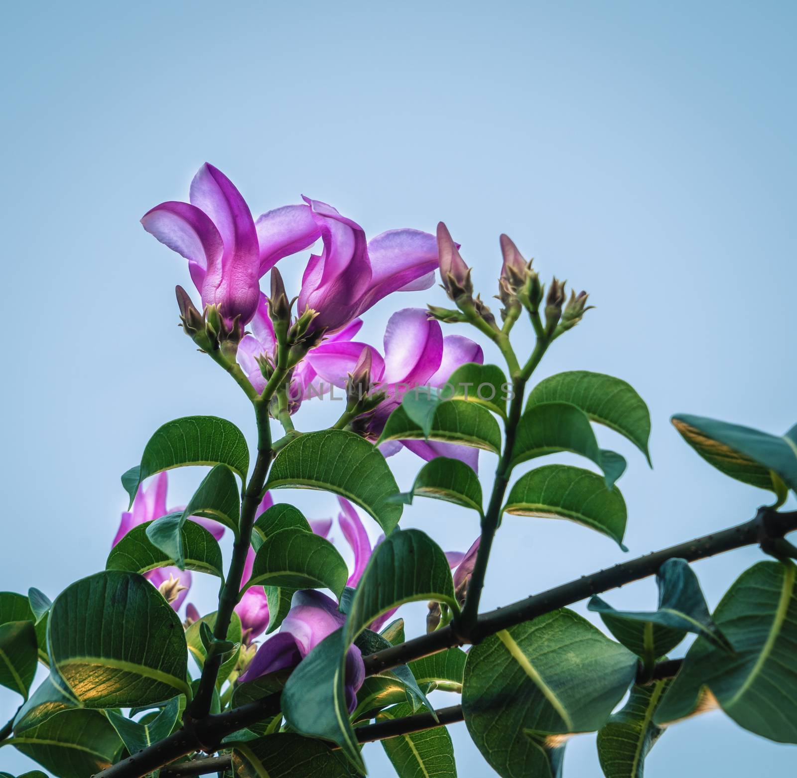 Branches of a plant with violet flowers and blue background