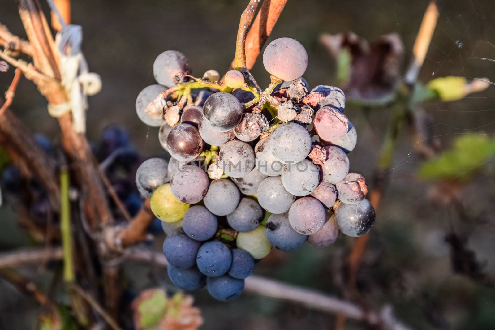 Grapes on the vine. The grapes on the vine dry out and deteriorate.