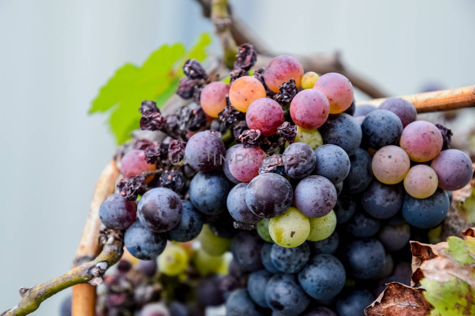 Grapes on the vine. The grapes on the vine dry out and deteriorate.