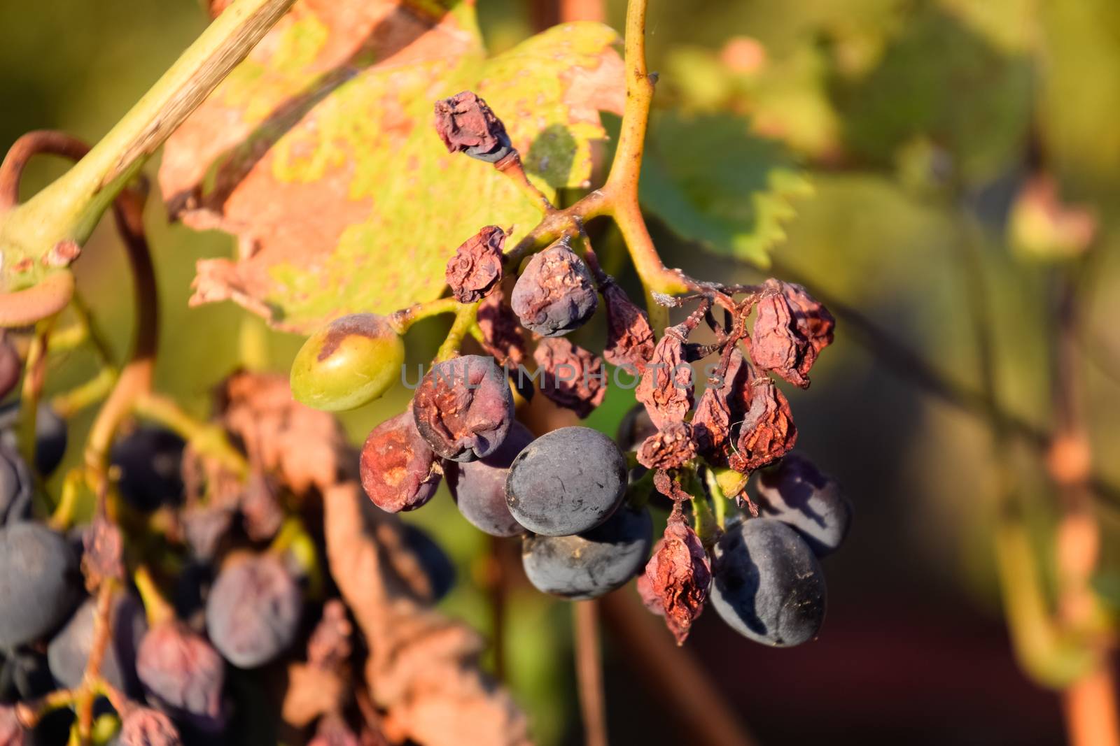 Grapes on the vine. The grapes on the vine dry out and deteriorate.