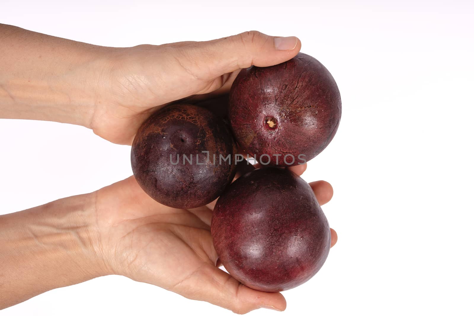 Three caimito fruits held by two hands and a white background