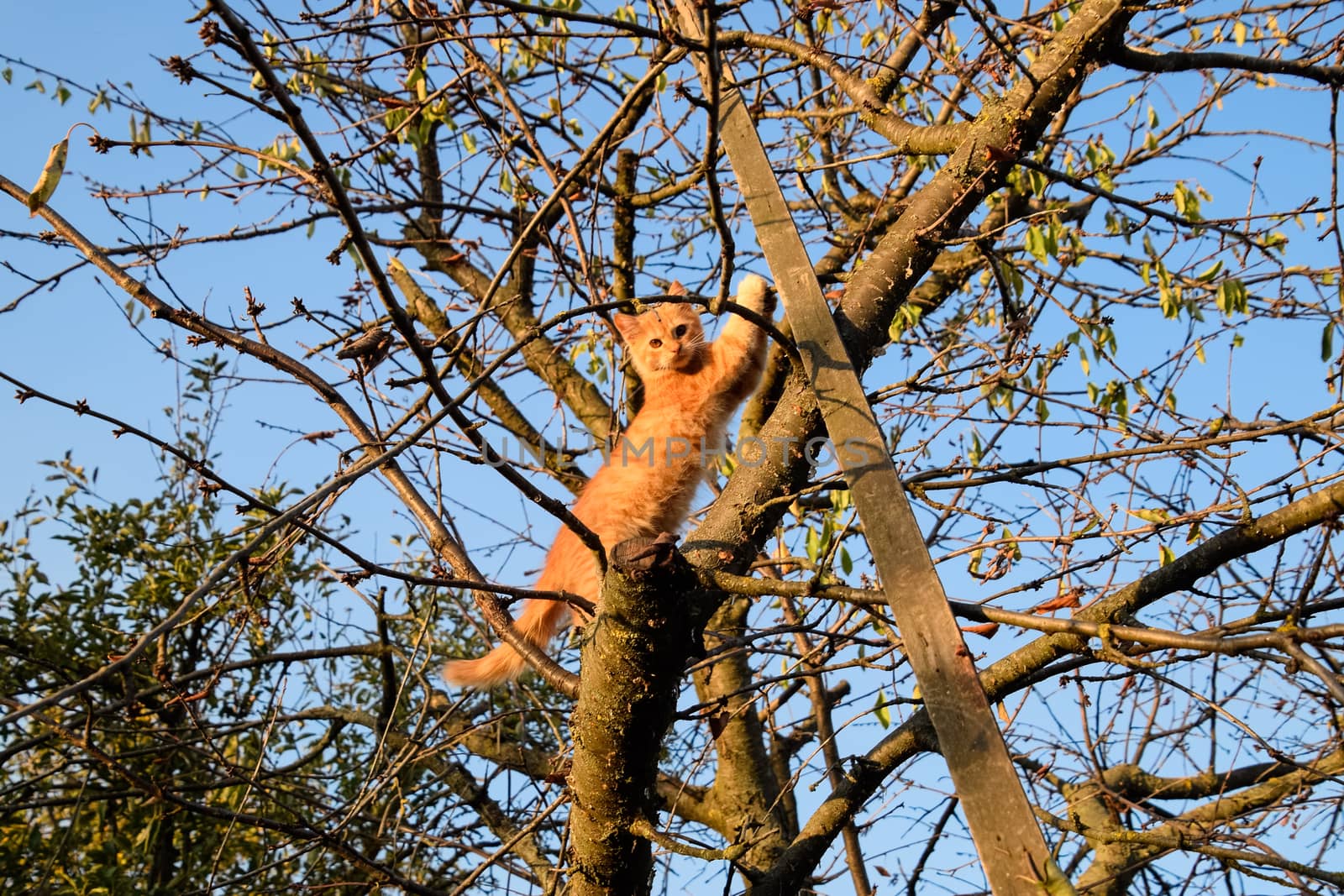 Red kitten on a tree. The cat plays and climbed a tree.