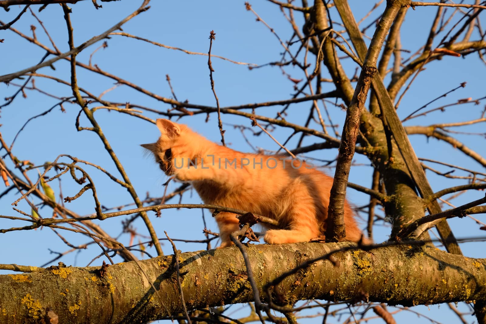 Red kitten on a tree. The cat plays and climbed a tree.