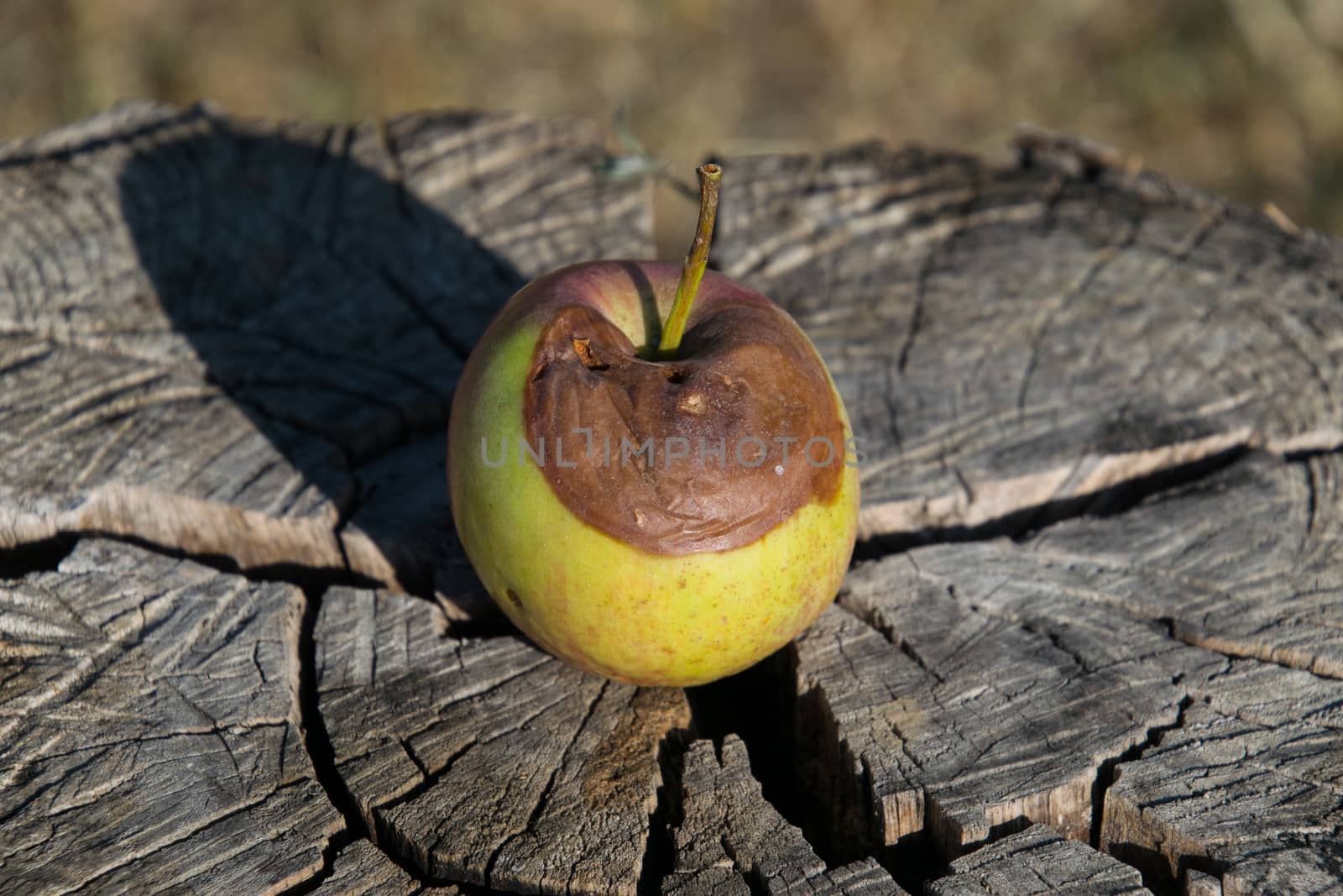 Rotten apple. Defeat apples. Spoiled Rotten apple on a stump. Defeat apples. Spoiled crop. by fedoseevaolga