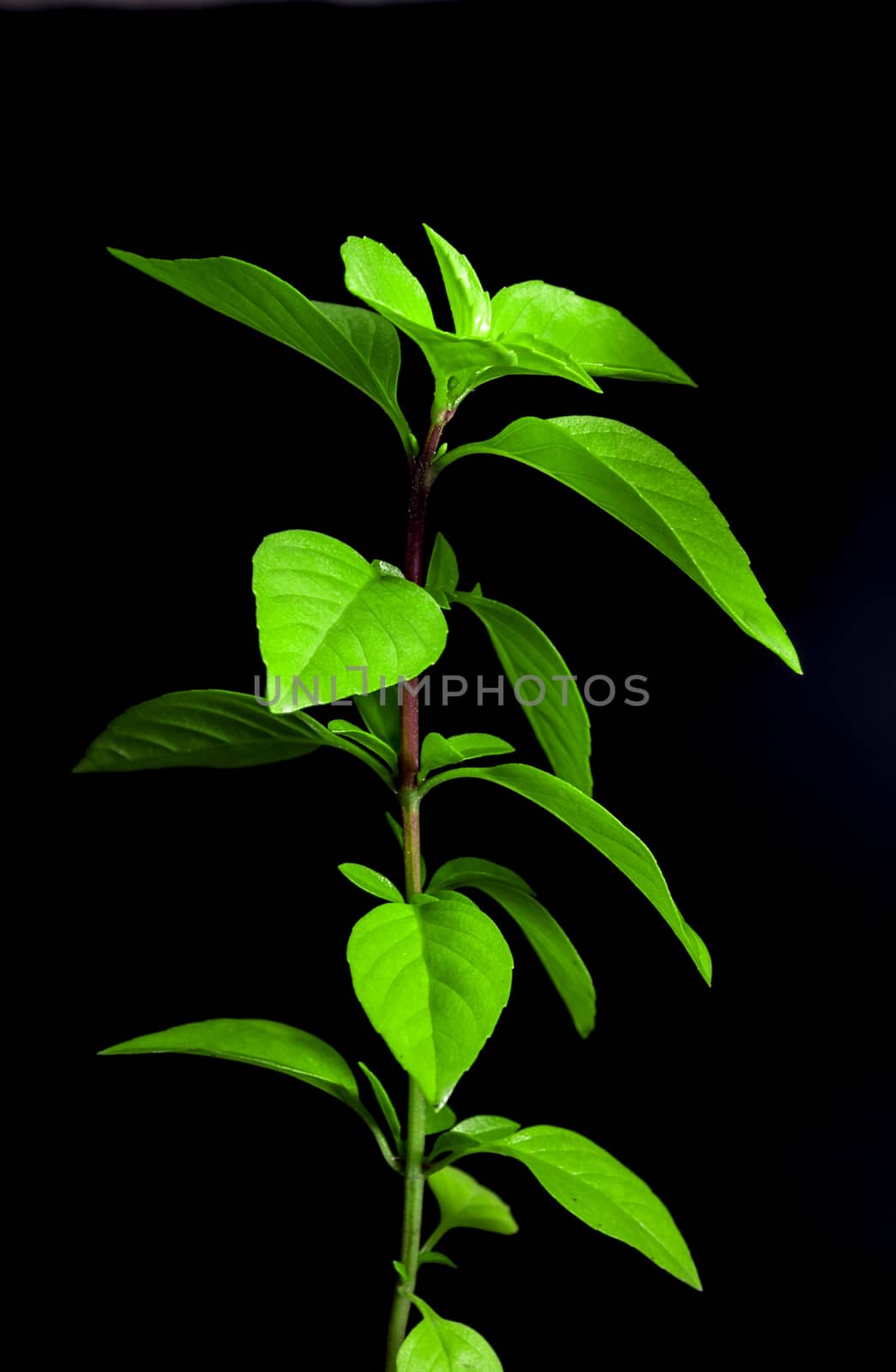 Freshness basil in black background, herbs and food ingredients for Asian food