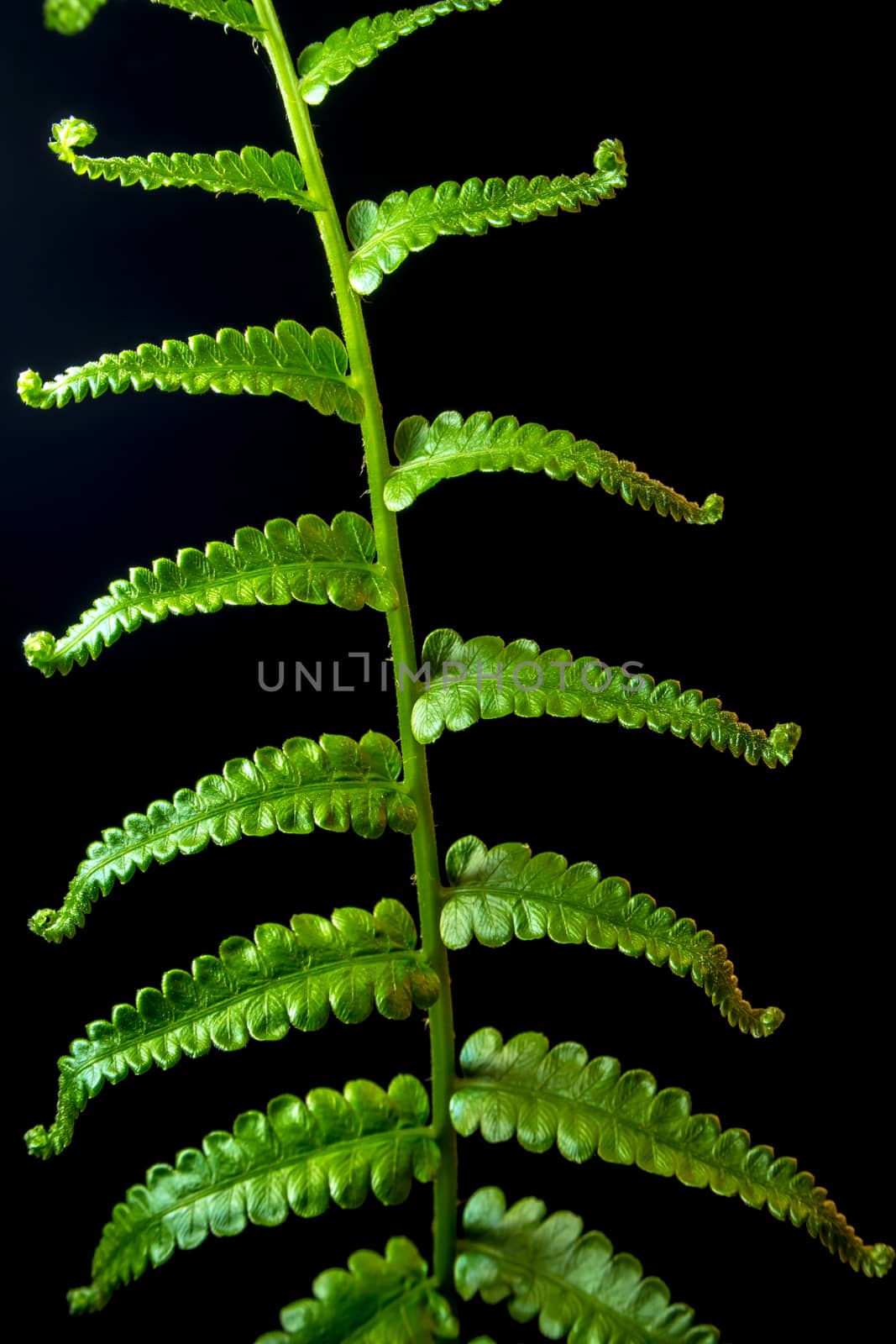 Freshness Fern leaf on black background by Satakorn