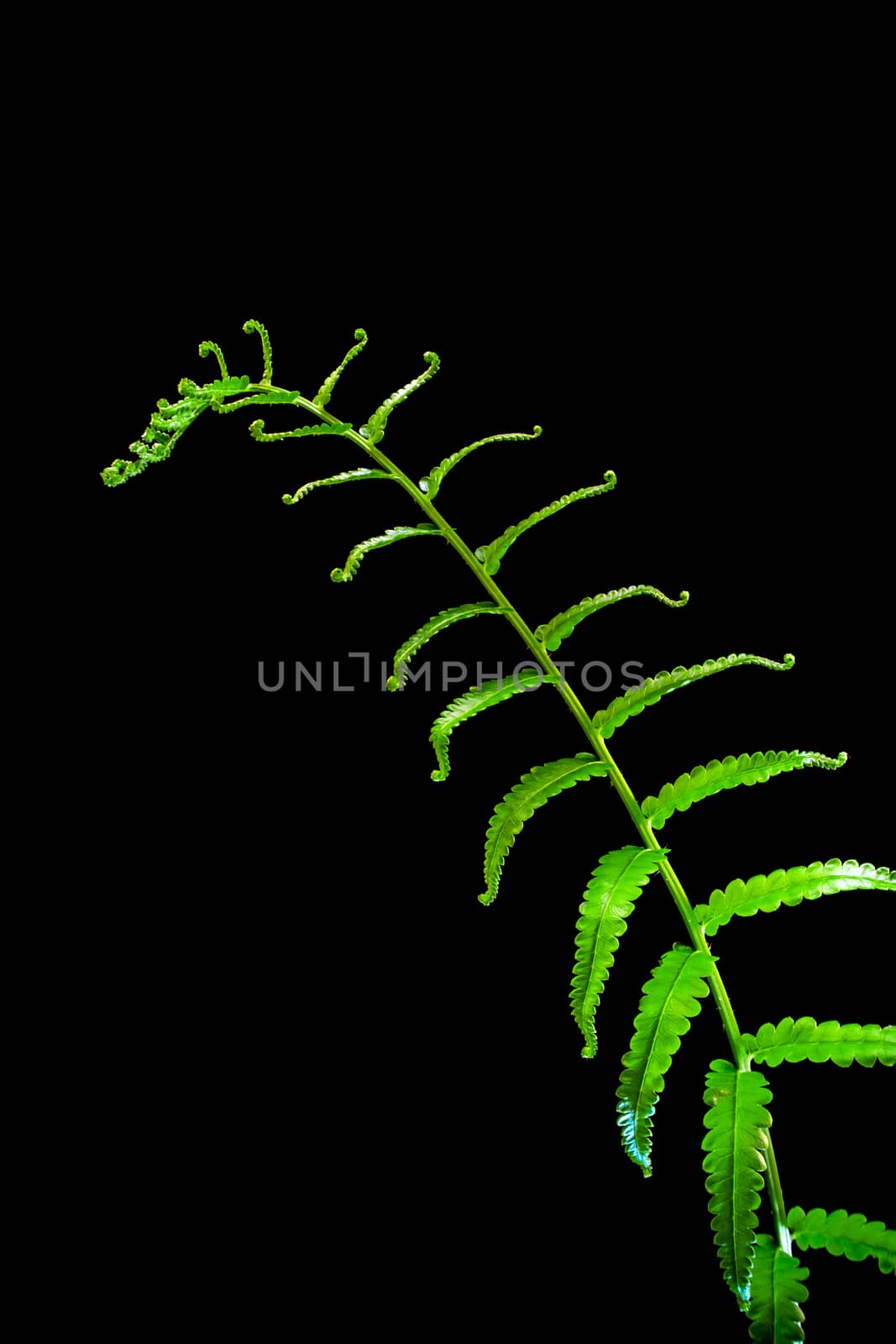 Freshness Fern leaf on black background by Satakorn