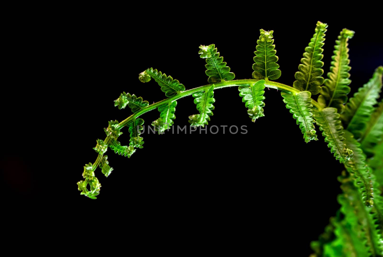 Freshness Fern leaf on black background by Satakorn