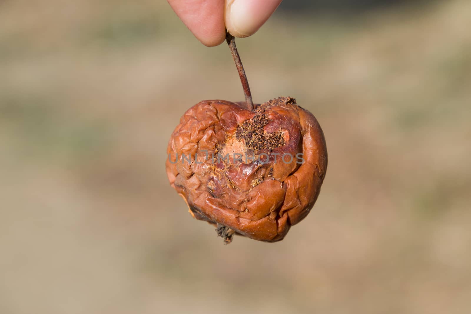 Rotten apple. a Defeat apples Spoiled crop