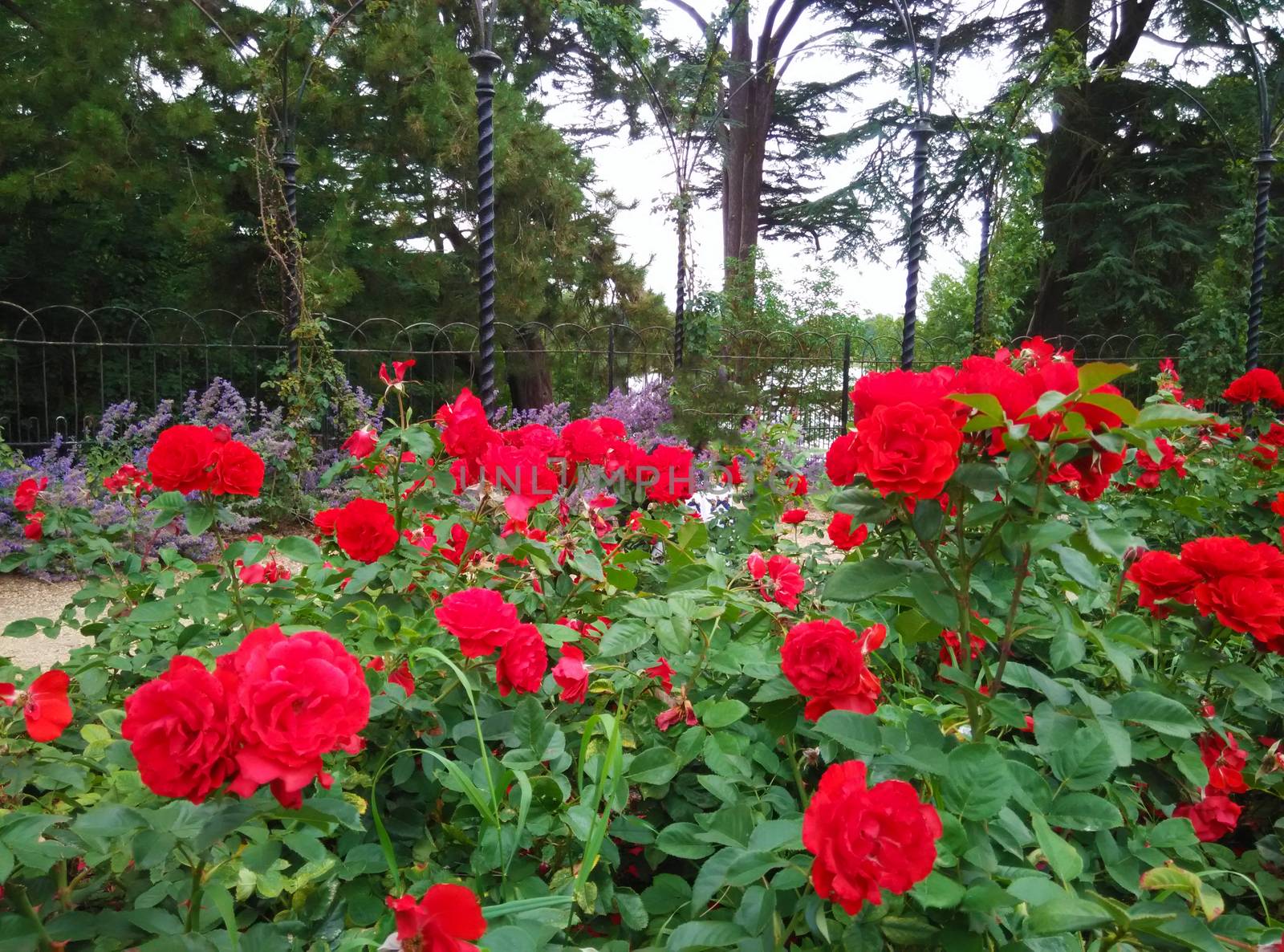 a flowerbed if roses by gswagh71