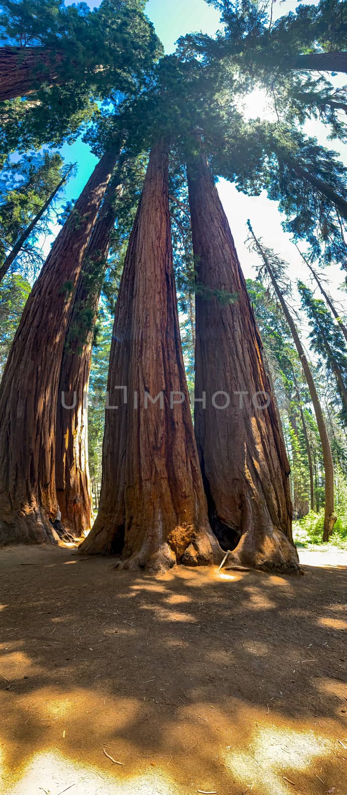 Sequoia National Park in California, USA by nicousnake