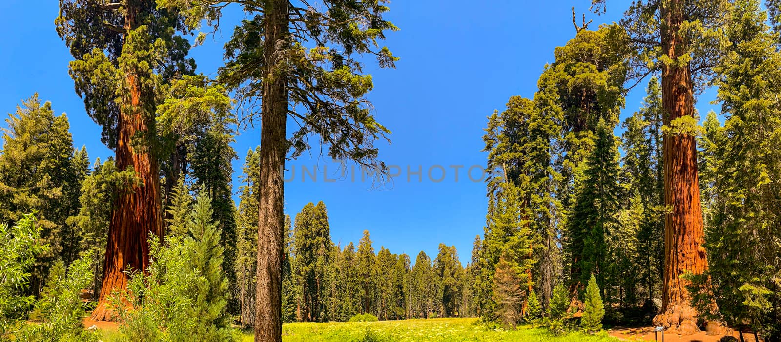 Sequoia National Park in California, USA by nicousnake