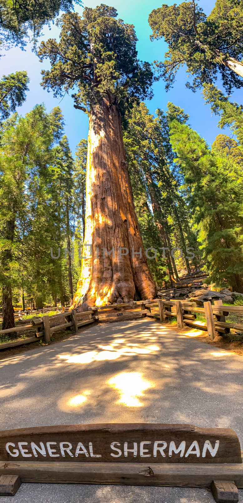 Sequoia National Park in California, USA by nicousnake