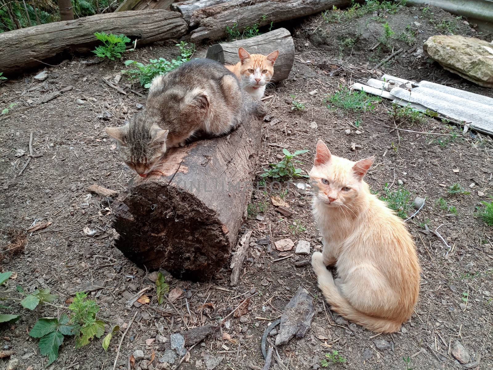 Domestic cats on the soil in the yard. Ginger cat and tabby cat.