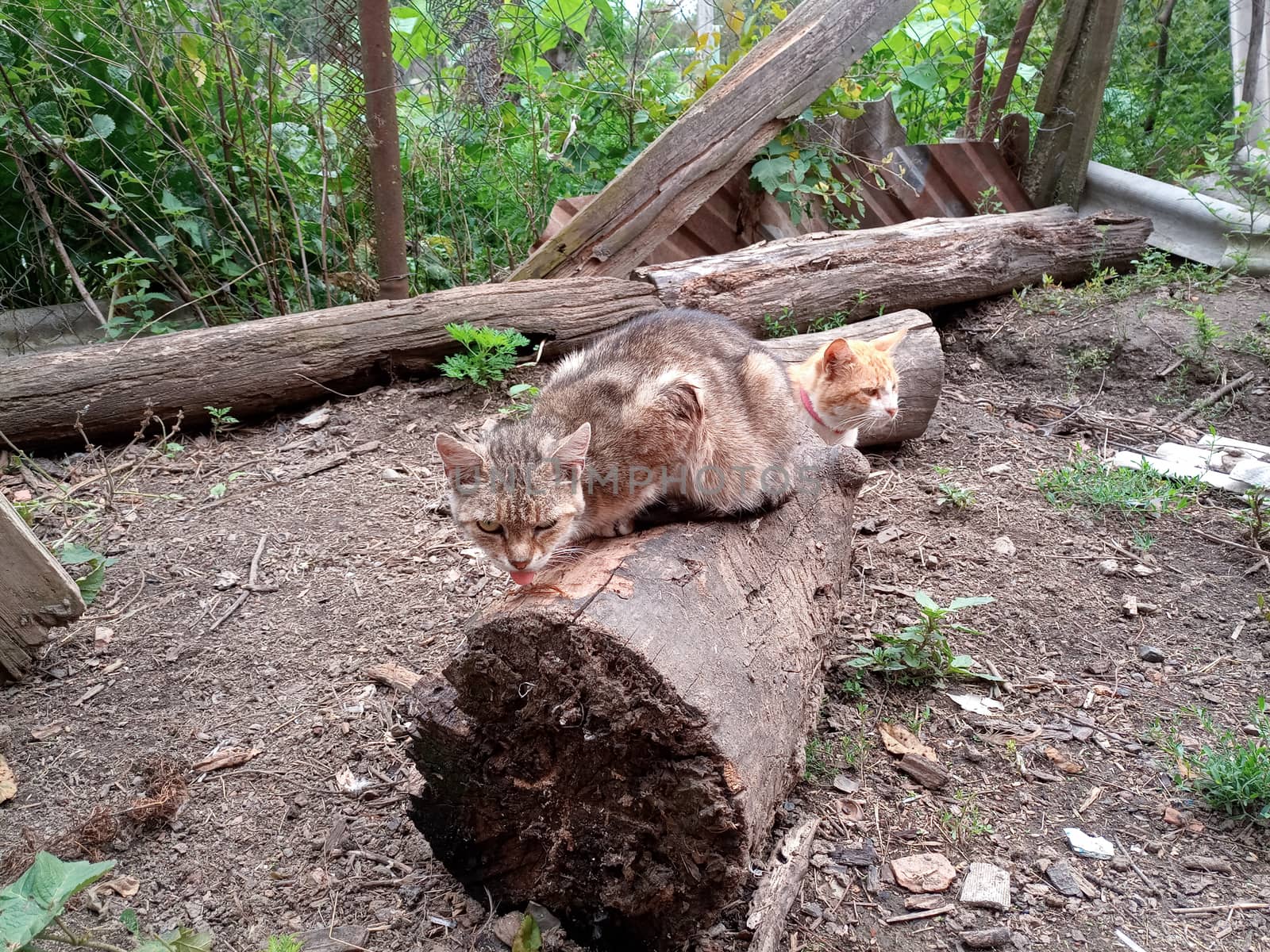 Domestic cats on the soil in the yard. Ginger cat and tabby cat.