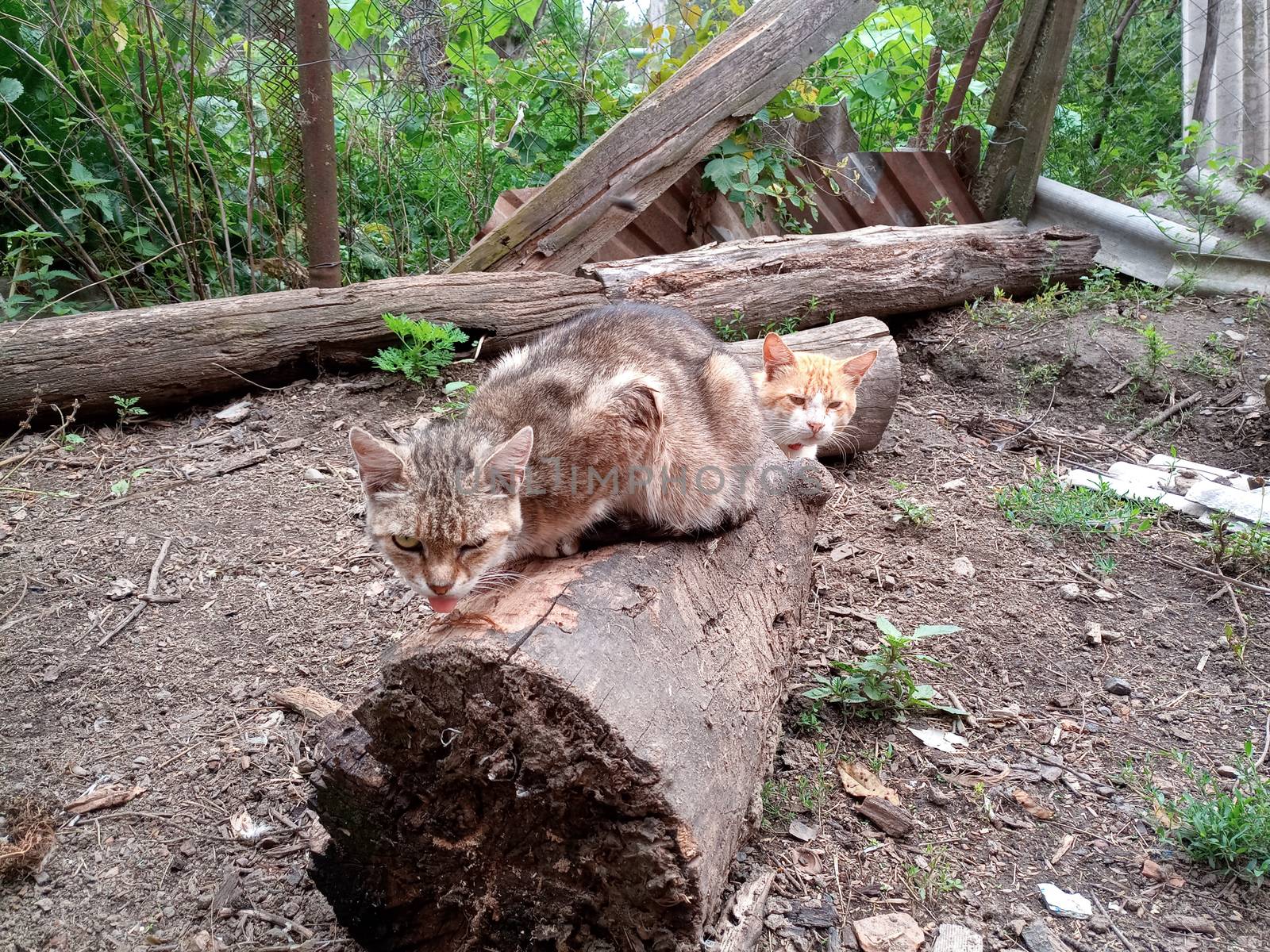 Domestic cats on the soil in the yard. Ginger cat and tabby cat.