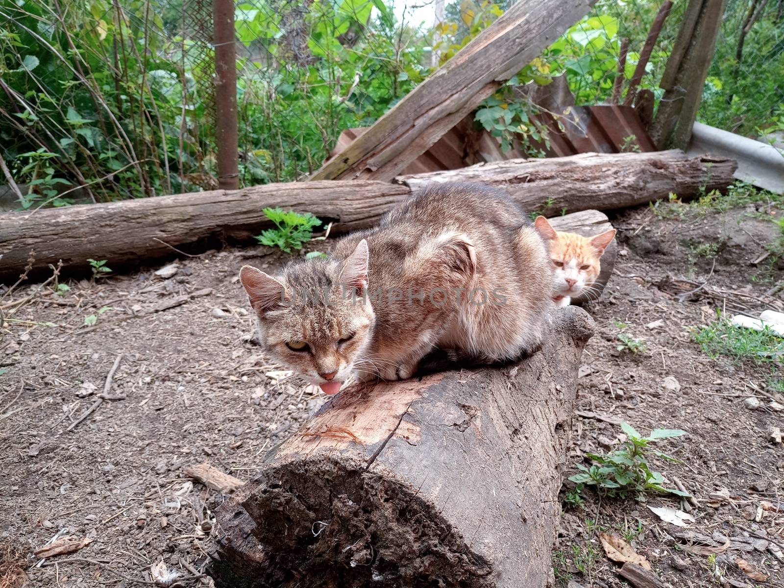 Domestic cats on the soil in the yard. Ginger cat and tabby cat.