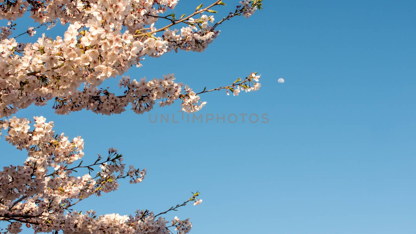 Cherry blossom with moon in background by ontheroadagain