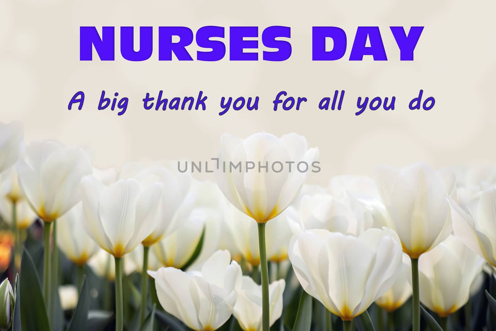 The text of the greeting on the medical holiday-day of the nurse is written on a background of tulips by bonilook