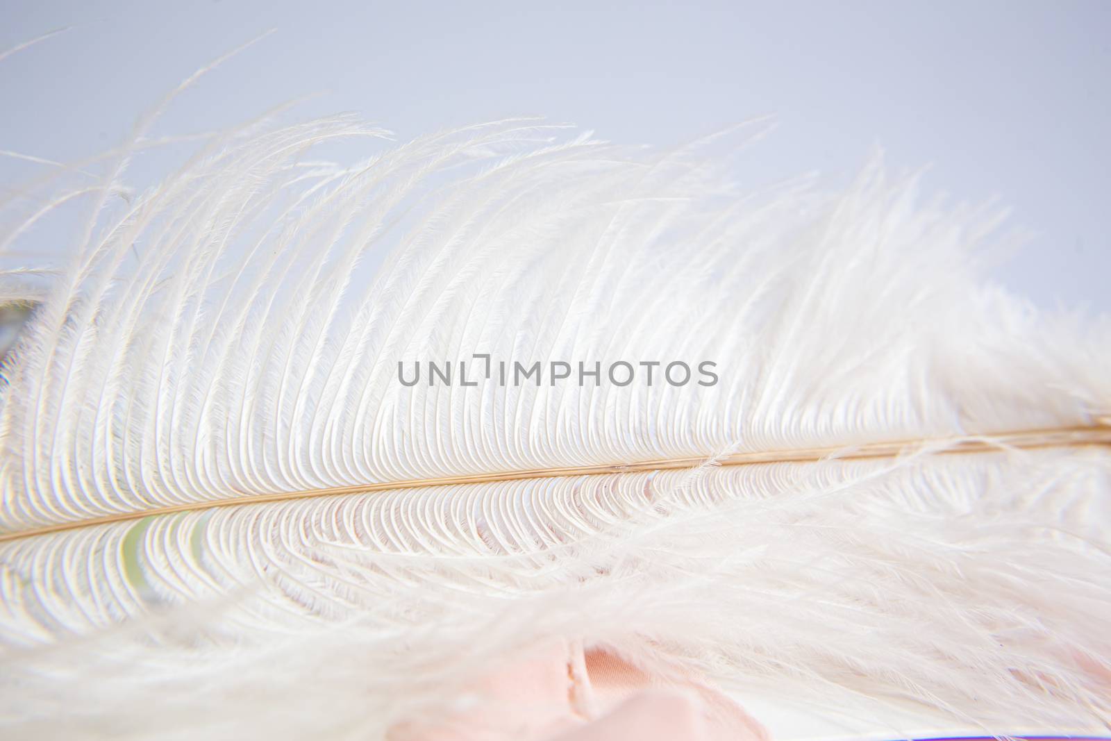 White ostrich feather on pink background. Mother's day greeting card. Valentine's Day. Copy space.