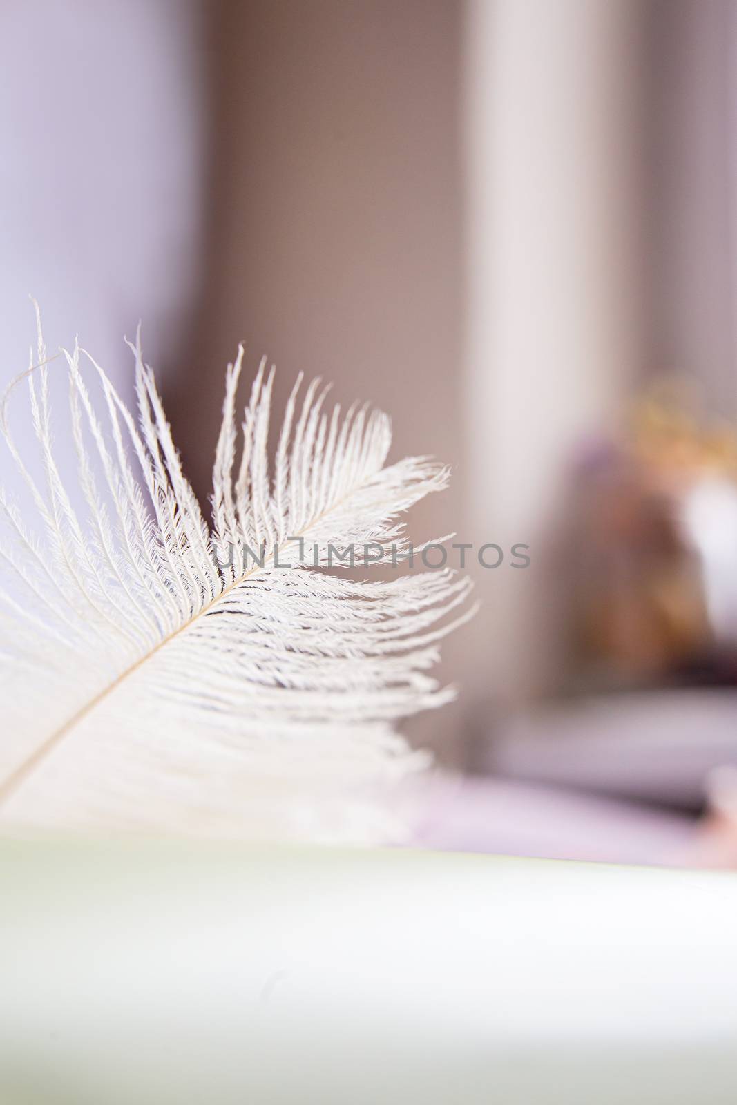 White ostrich feather on pink background. Mother's day greeting card. Valentine's Day. Copy space.