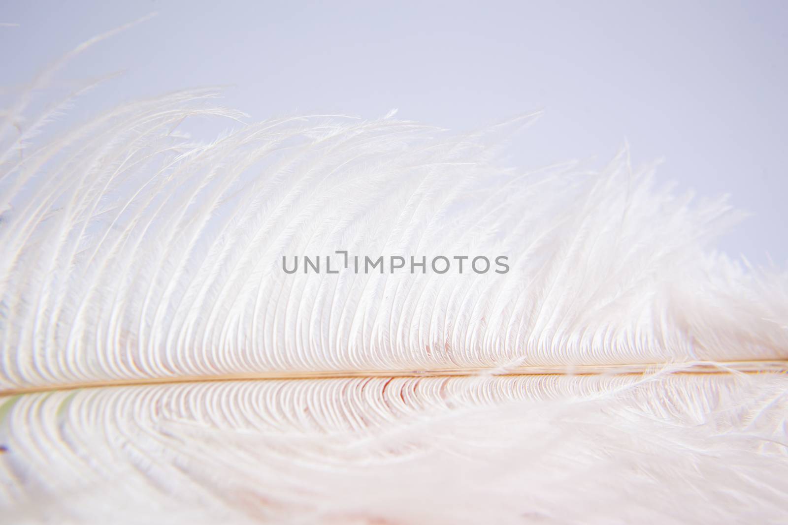 White ostrich feather on pink background. Mother's day greeting card. Valentine's Day. Copy space.