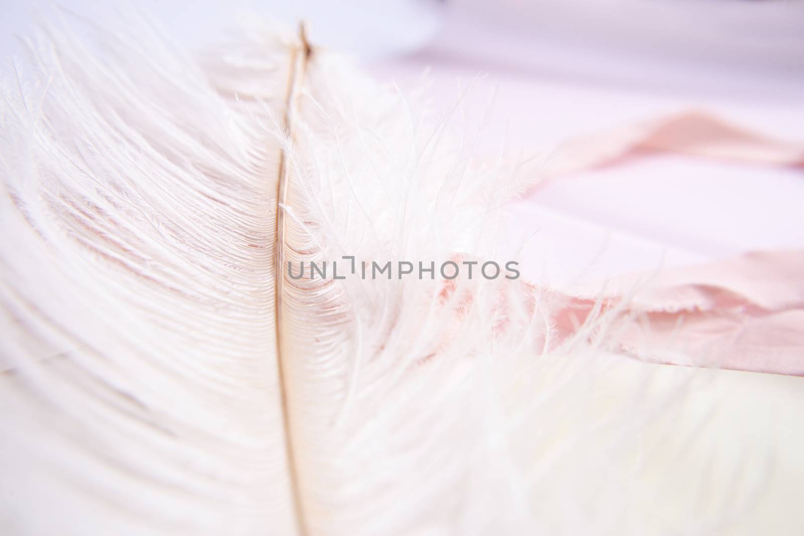 White ostrich feather on pink background. Mother's day greeting card. Valentine's Day. Copy space.