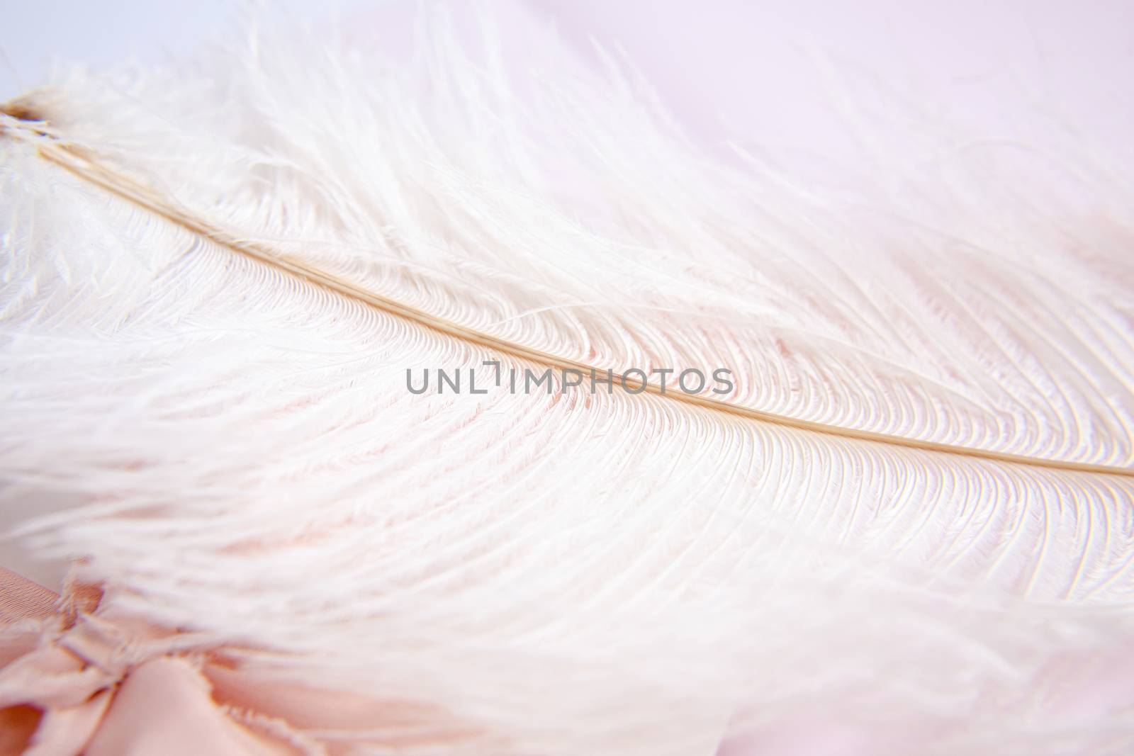 White ostrich feather on pink background. Mother's day greeting card. Valentine's Day. Copy space.