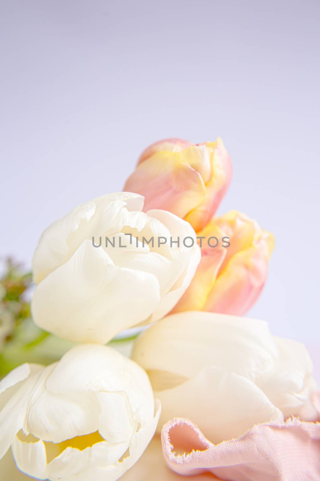 White and pink tulips on a purple background with a peach silk ribbon. White flowers. Macro image. Place for text. Greeting card. Mothers Day.