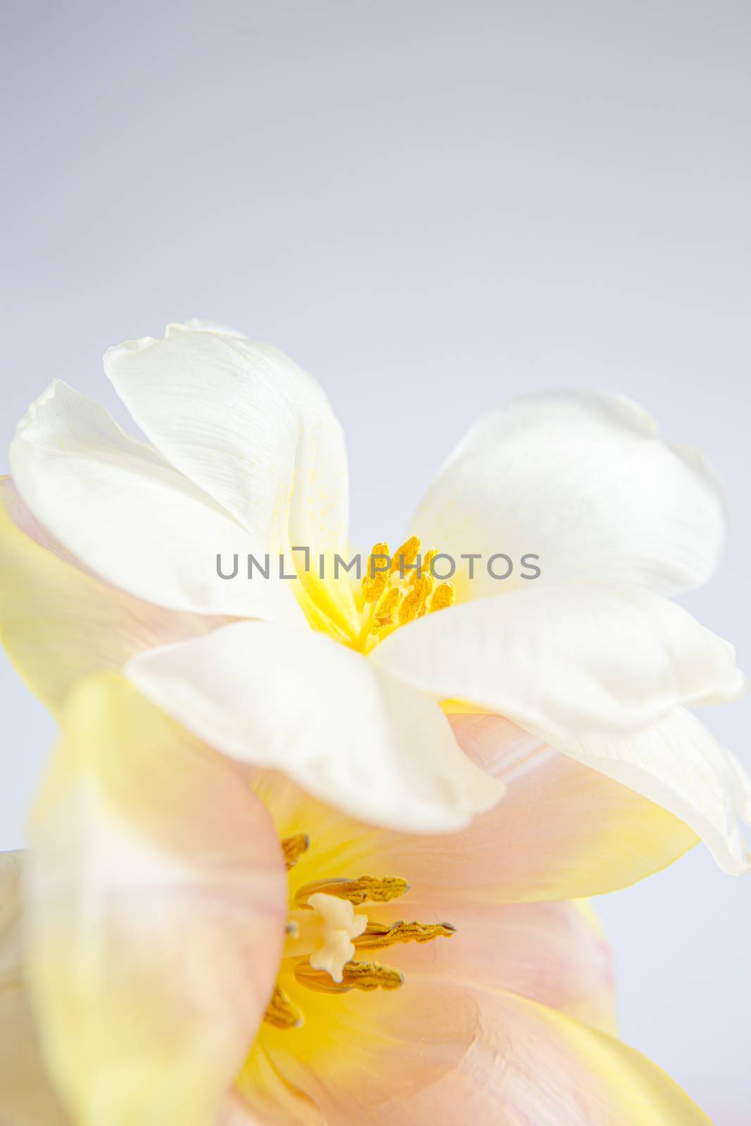 White and pink tulips on a purple background with a peach silk ribbon. White flowers. Macro image. Place for text. Greeting card. Mothers Day.