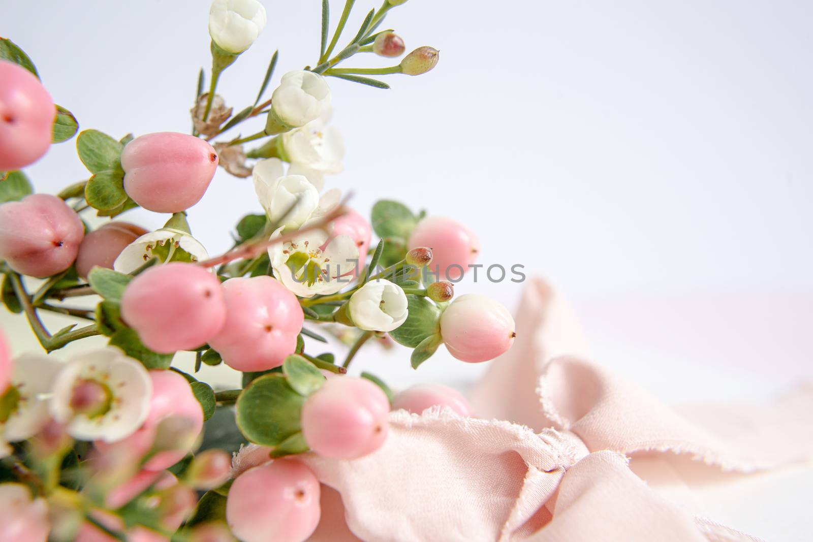 Peach flowers on a purple background with a peach silk ribbon. White and pink flowers. Macro image. Place for text. Greeting card. Mothers Day.