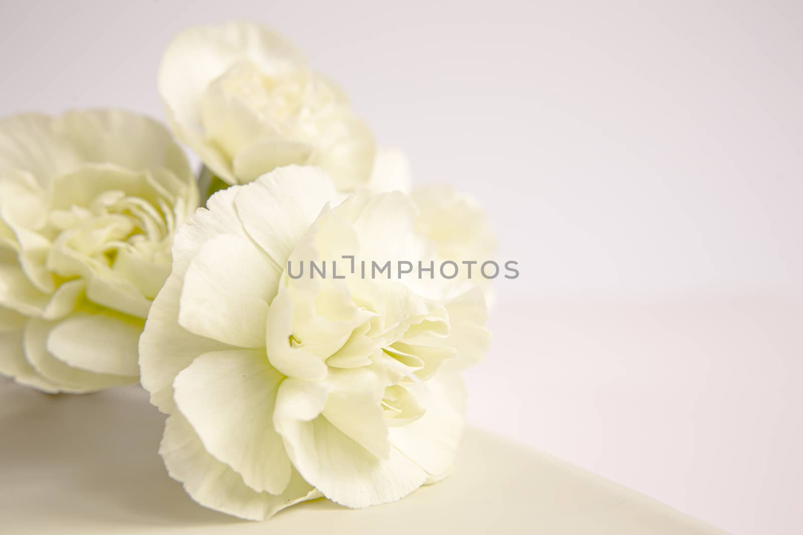 Green yellow carnations flowers on a white lilac background. Place for the text. Mothers Day. Greeting card. Wedding day. Valentine's Day.