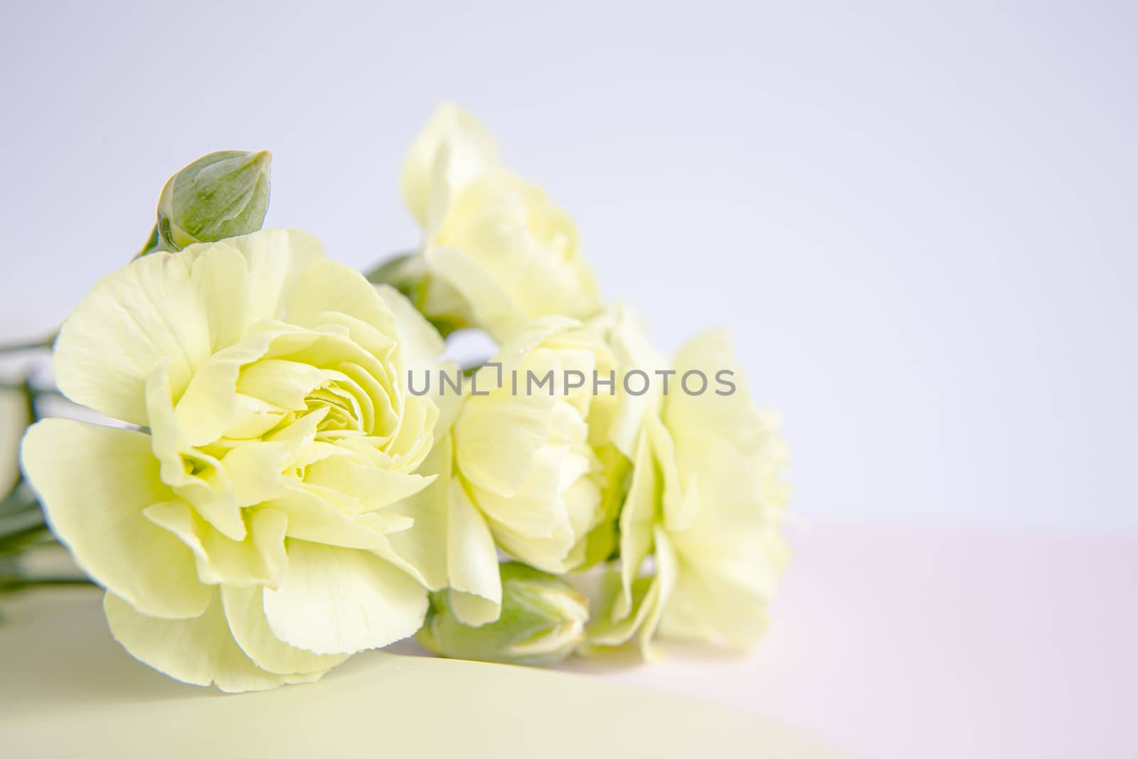 Green yellow carnations flowers on a white lilac background. Place for the text. Mothers Day. Greeting card. Wedding day. Valentine's Day.