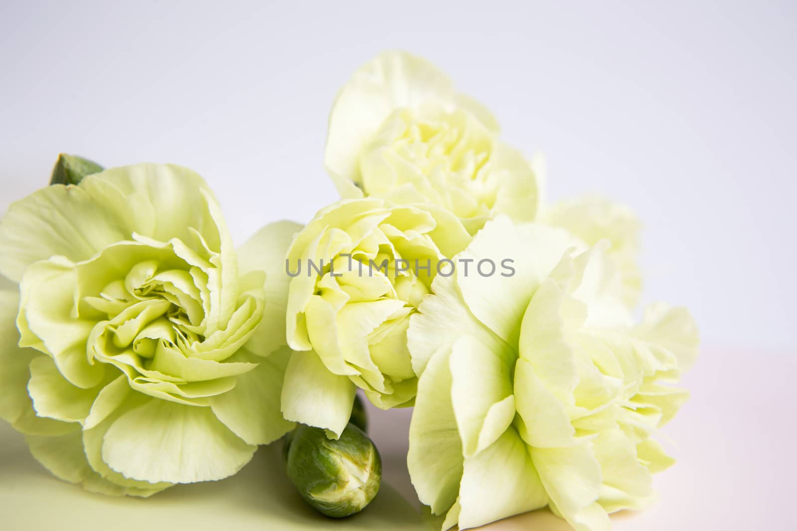 Green yellow carnations flowers on a white lilac background. Place for the text. Mothers Day. Greeting card. Wedding day. Valentine's Day.