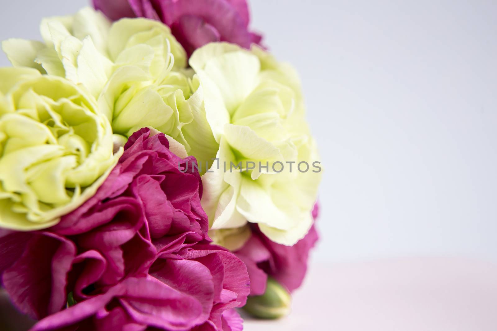 Pink purple and yellow green carnations on a white lilac background. Pink flowers. Place for the text. Mothers Day. Greeting card. Wedding day. Valentine's Day.