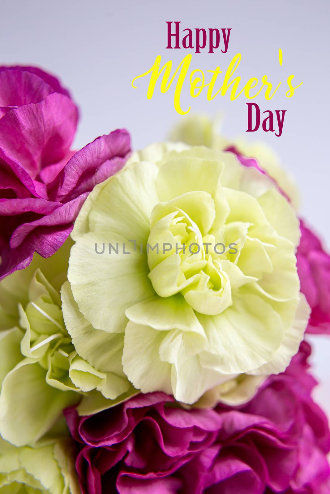 Green yellow and pink purple flowers on pink and background. Mother's day card.